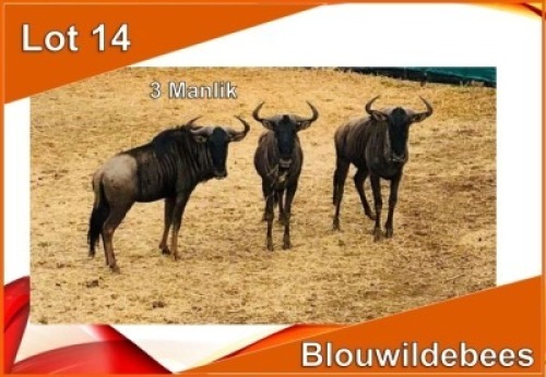 3x BLOUWILDEBEES/ BLUE WILDEBEEST M:3 V/F: (Per stuk om lot te neem)