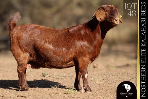 1 X Kalahari Red DOE Bernick Fourie Kalahari Reds