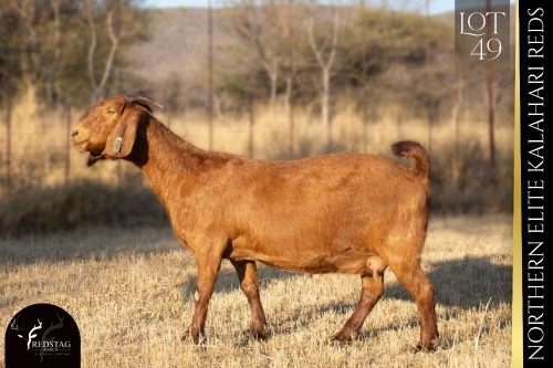 1 X KALAHARI RED DOE REDSTAG RANCH