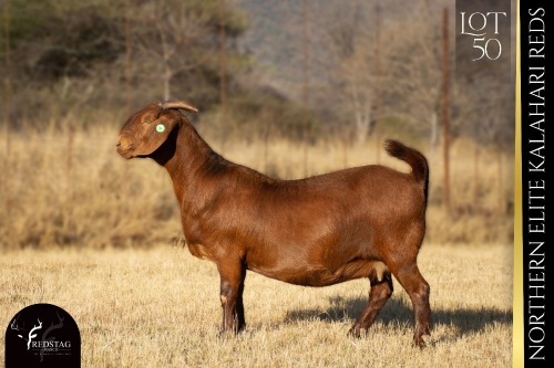 1 X KALAHARI RED DOE REDSTAG RANCH