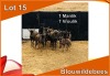 8x BLOUWILDEBEES/ BLUE WILDEBEEST M:1 V/F:7 (Per stuk om lot te neem)