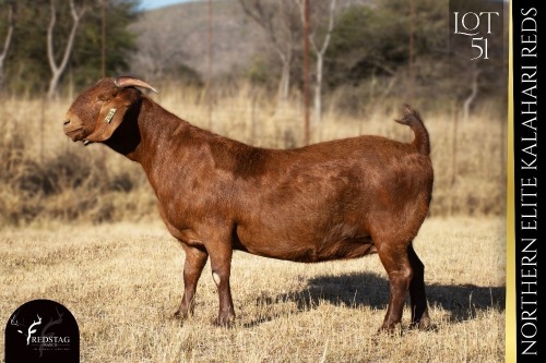 1 X KALAHARI RED DOE REDSTAG RANCH