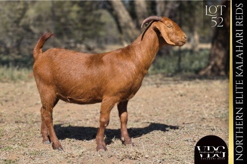 1 X KALAHARI RED DOE VANDERGOAT STUD