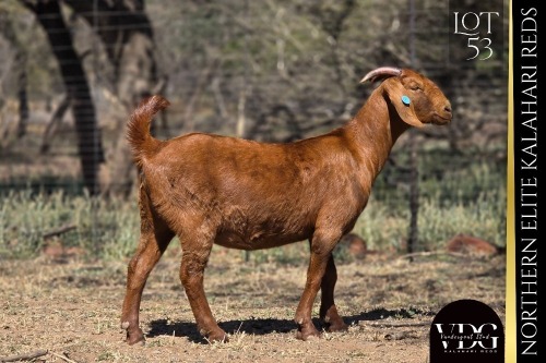 1 X KALAHARI RED DOE VANDERGOAT STUD