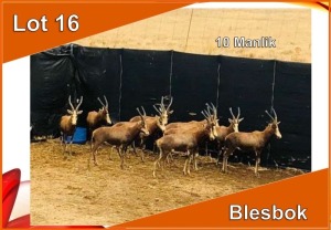 10x BLESBOK/BLESBUCK M:10 (Per stuk om lot te neem)