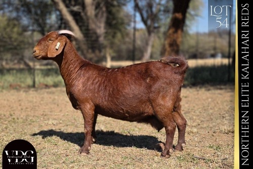 1 X KALAHARI RED DOE VANDERGOAT STUD