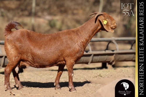 1 X Kalahari Red DOE Bernick Fourie Kalahari Reds