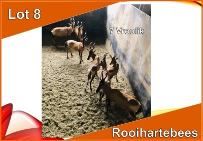 7x ROOIHARTEBEES/RED HEARTBEEST V/F:7 (Per stuk om lot te neem)