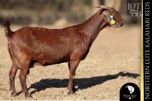 1 X Kalahari Red DOE Bernick Fourie Kalahari Reds