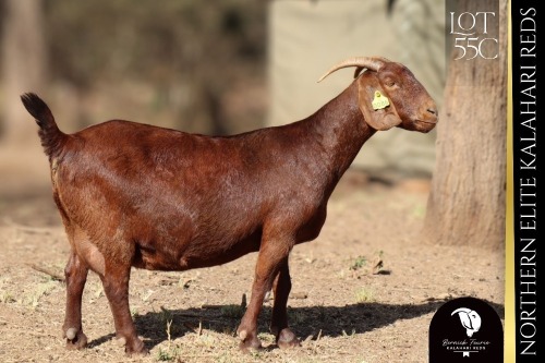 1 X Kalahari Red DOE Bernick Fourie Kalahari Reds
