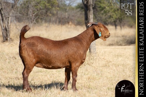 1 X KALAHARI RED DOE REDSTAG RANCH
