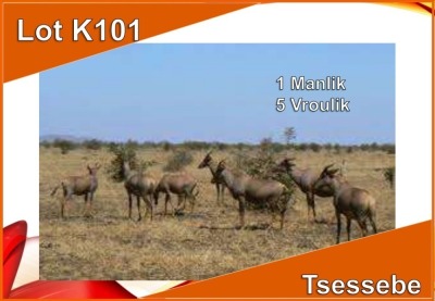 ;LOT K101 6x TSESSEBE M:1 V/F: 5 OP KATALOGUS