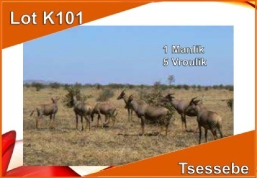 ;LOT K101 6x TSESSEBE M:1 V/F: 5 OP KATALOGUS