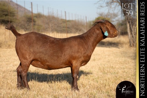 1 X KALAHARI RED DOE REDSTAG RANCH