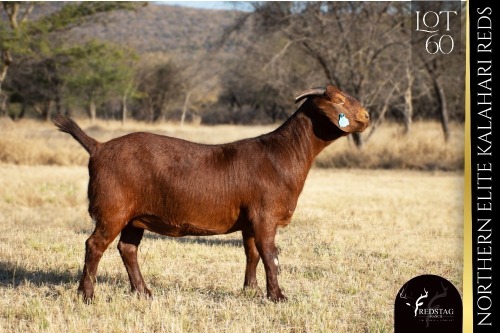 1 X KALAHARI RED DOE REDSTAG RANCH