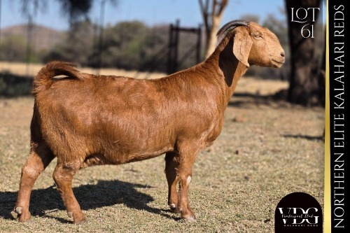 1 X KALAHARI RED DOE VANDERGOAT STUD