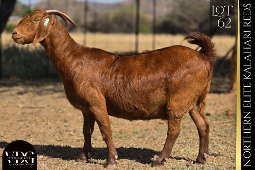 1 X KALAHARI RED DOE VANDERGOAT STUD