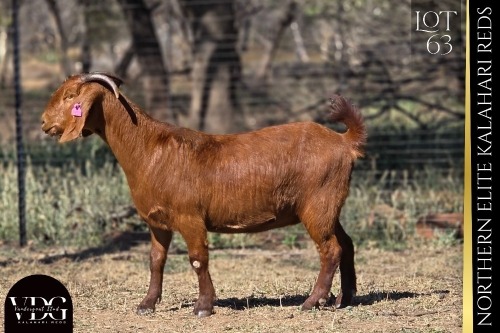 1 X KALAHARI RED DOE VANDERGOAT STUD