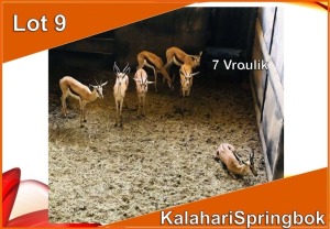 8x KALAHARI SPRINGBOK/SPRINGBUCK V/F:8 (Per stuk om lot te neem)