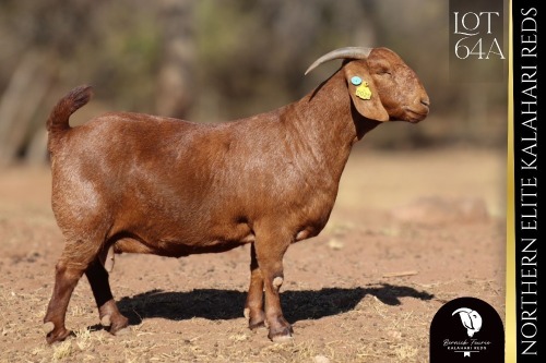 1 X Kalahari Red DOE Bernick Fourie Kalahari Reds