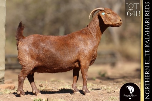 1 X Kalahari Red DOE Bernick Fourie Kalahari Reds