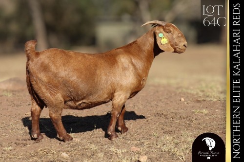 1 X Kalahari Red DOE Bernick Fourie Kalahari Reds
