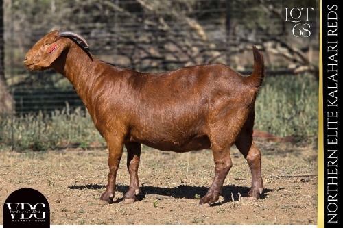 1 X KALAHARI RED DOE VANDERGOAT STUD