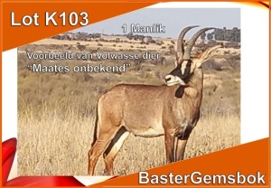 LOT K103 1x BASTER GEMSBOK/ROAN M:1 OP KATALOGUS