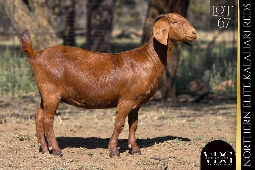 1 X KALAHARI RED DOE VANDERGOAT STUD