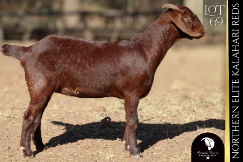 1 X Kalahari Red DOE Bernick Fourie Kalahari Reds
