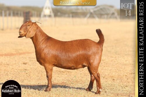 1 X KALAHARI RED DOE ANTON & RICKUS BOTHMA