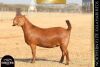1 X KALAHARI RED DOE ANTON & RICKUS BOTHMA