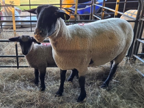 1+1 X SUFFOLK COMMERCIAL EWE VREDESIG