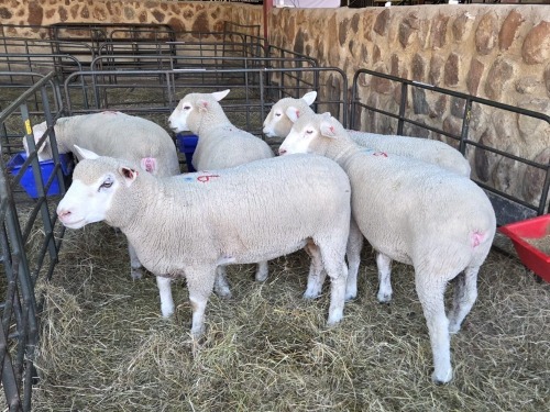 5 X ILE DE FRANCE COMMERCIAL PREGNANT EWE HAGELAND (PER ANIMAL TO TAKE THE LOT)