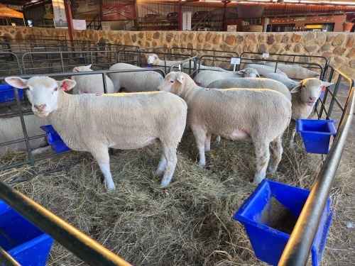 5 X ILE DE FRANCE COMMERCIAL PREGNANT EWE HAGELAND (PER ANIMAL TO TAKE THE LOT)