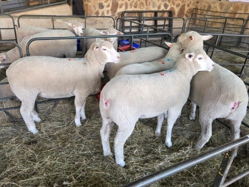 5 X ILE DE FRANCE COMMERCIAL PREGNANT EWE HAGELAND (PER ANIMAL TO TAKE THE LOT)