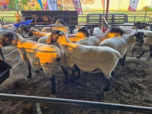 5 X SUFFOLK COMMERCIAL PREGNANT EWE VREDESIG (PER ANIMAL TO TAKE THE LOT)