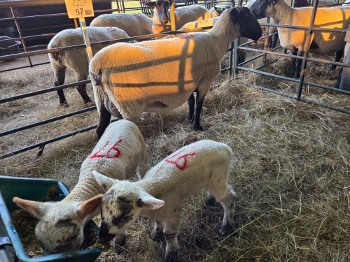 1+2 X SUFFOLK COMMERCIAL EWE VREDESIG