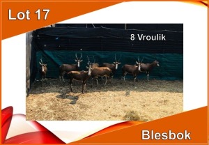 8x BLESBOK/BLESBUCK V/F:10 (Per stuk om lot te neem)