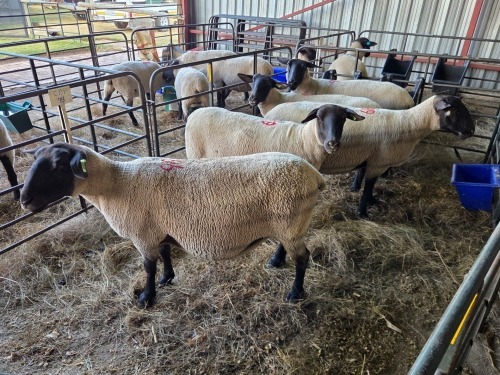 5 X SUFFOLK COMMERCIAL PREGNANT EWE VREDESIG (PER ANIMAL TO TAKE THE LOT)