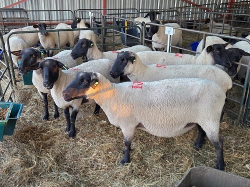 6 X SUFFOLK COMMERCIAL EWE VREDESIG (PER ANIMAL TO TAKE THE LOT)