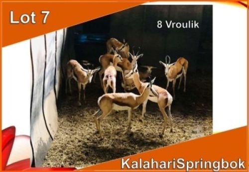 8x KALAHARI SPRINGBOK/SPRINGBUCK V/F:8 (Per stuk om lot te neem)
