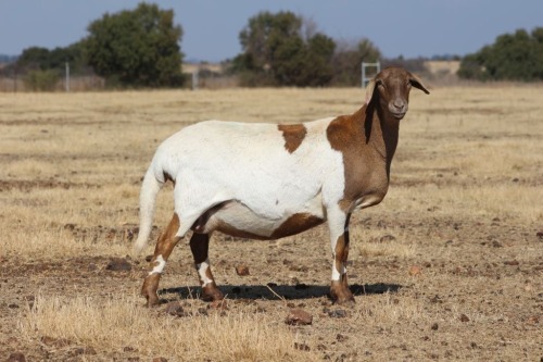 1 X MEATMASTER NOT RECORDED EWE DIDYMUS FARMING