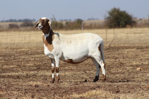 1 X MEATMASTER NOT RECORDED EWE DIDYMUS FARMING