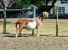 LOT 5 1 X MEATMASTER RECORDED GRADED PREGNANT EWE HAKUNA MATATA - 3