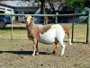 LOT 5 1 X MEATMASTER RECORDED GRADED PREGNANT EWE HAKUNA MATATA - 4