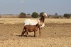LOT 9 1+1 X MEATMASTER NOT RECORDED GRADED EWE DIDYMUS FARMING - 3