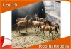 7x ROOIHARTEBEES/RED HEARTBEEST M:1 V/F:6 (Per stuk om lot te neem)