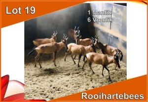 7x ROOIHARTEBEES/RED HEARTBEEST M:1 V/F:6 (Per stuk om lot te neem)