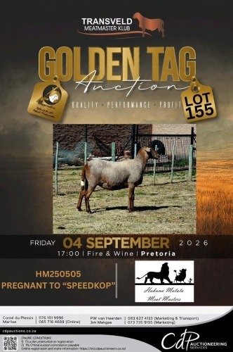 1 X MEATMASTER NOT RECORDED EWE HAKUNA MATATA